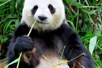 Chine classique et Pandas du Sichuan