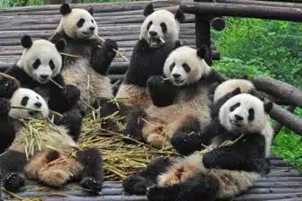 Classiques du Sichuan – Image 7