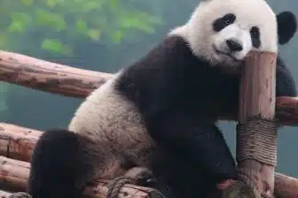 Classiques du Sichuan – Image 2