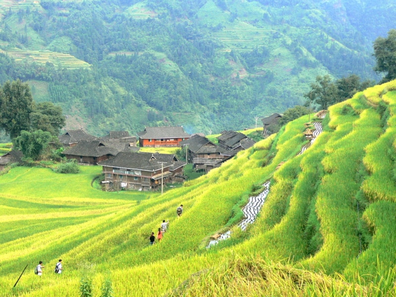 Rizières en terrasses de Jiabang au Guizhou - Chine