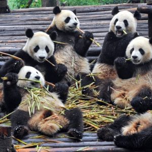 Circuit découverte du Sichuan