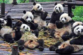 Circuit découverte du Sichuan