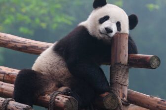 Traversée tibétaine: Sichuan, Qinghai et Gansu