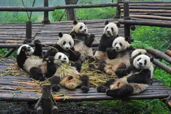 Les Centres des Pandas du Sichuan