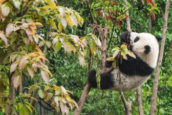 Centre des pandas de Dujiangyan