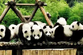 Bifengxia