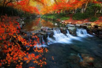 Les neuf ruisseaux 九溪烟树