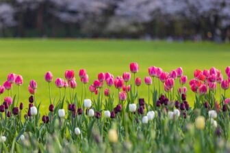 Parc de Taiziwan 太子湾公园