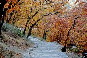 Parc des Collines Parfumées 香山公园