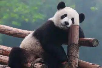 Merveilles du Sichuan en petit groupe – Image 20