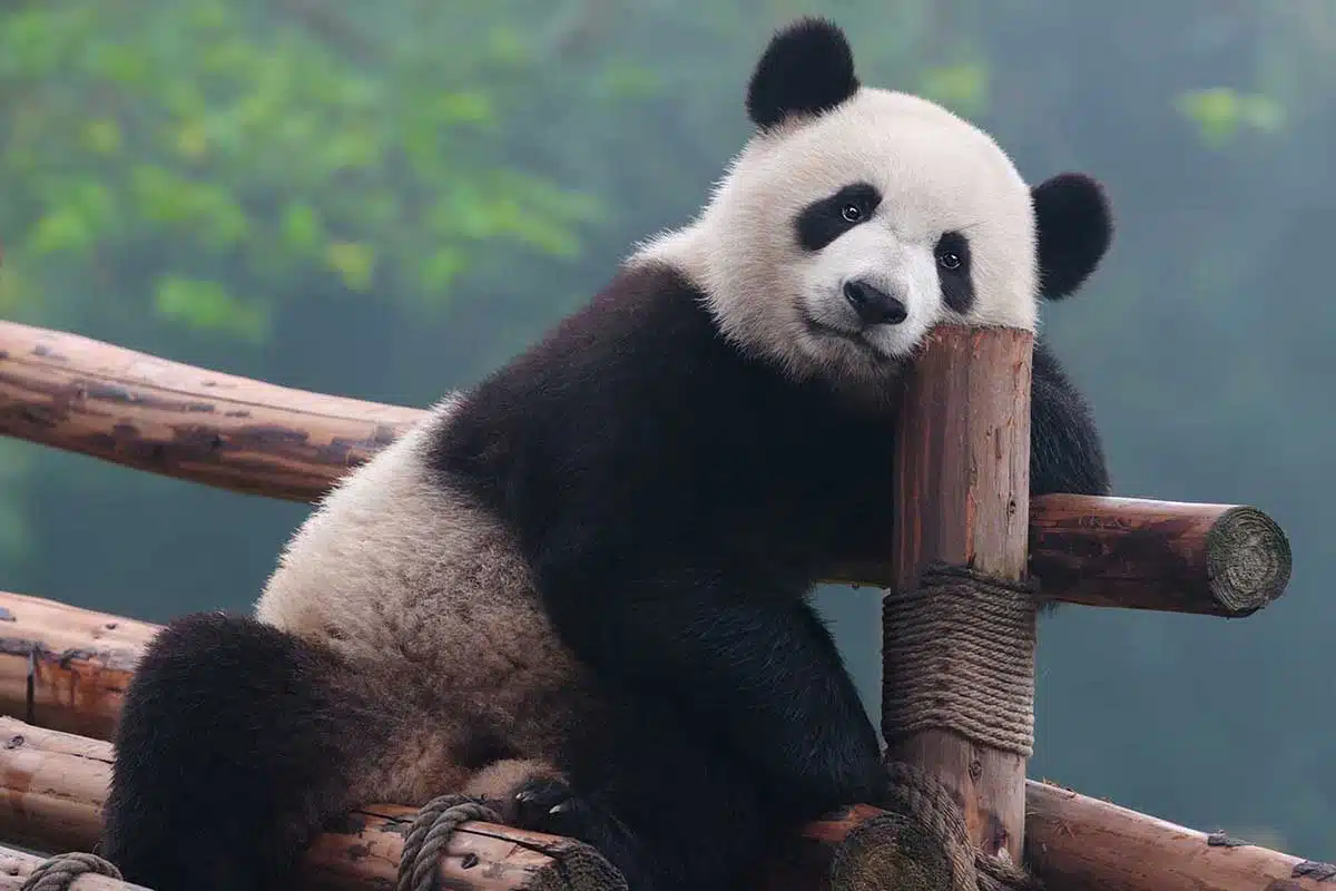 Merveilles du Sichuan en petit groupe – Image 20