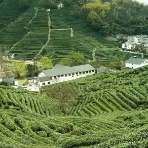 Plantations de thé Longjing - Hangzhou