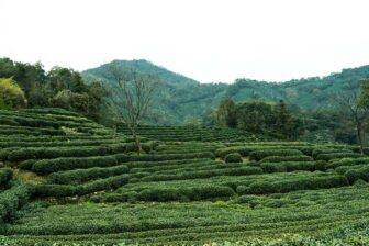 Thé de Longjing