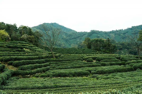 Plantations de thé Longjing - Hangzhou
