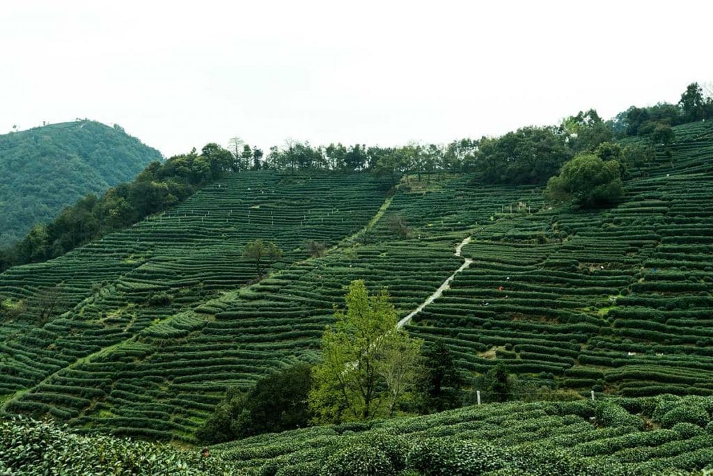Plantations de thé Longjing - Hangzhou