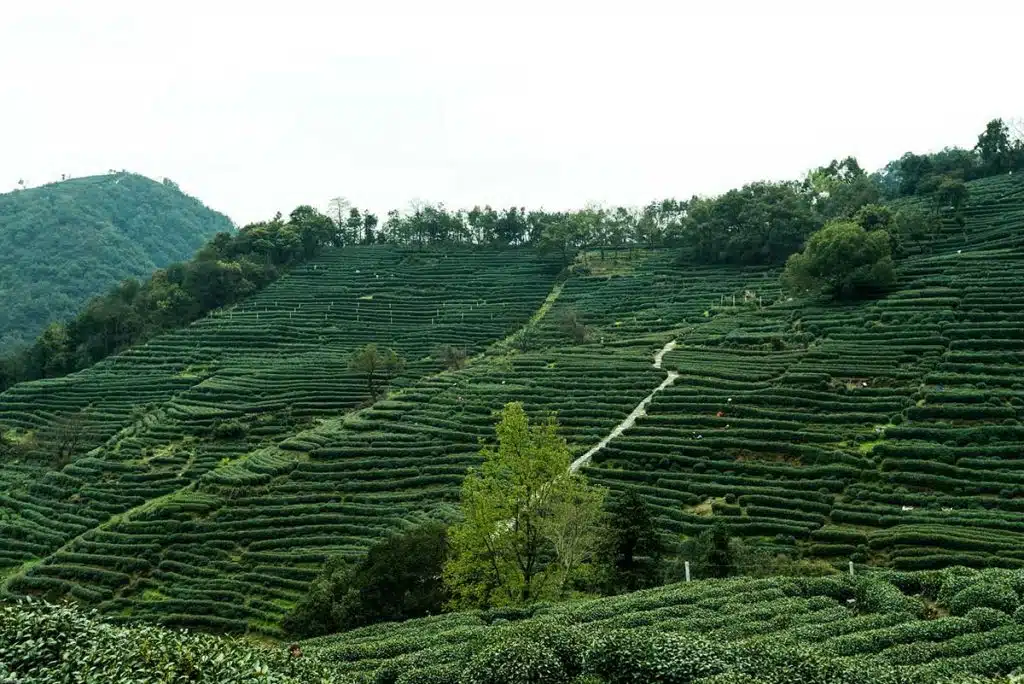 Plantations de thé Longjing - Hangzhou