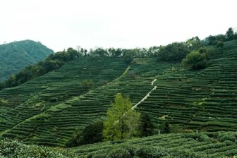 Plantations de thé Longjing - Hangzhou
