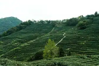 Plantations de thé Longjing - Hangzhou