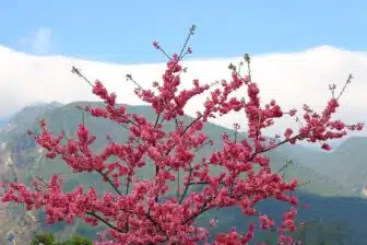 Lumières du Yunnan – Image 8