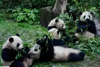 Randonnée à cheval au Sichuan : des Sommets aux Prairies – Image 4