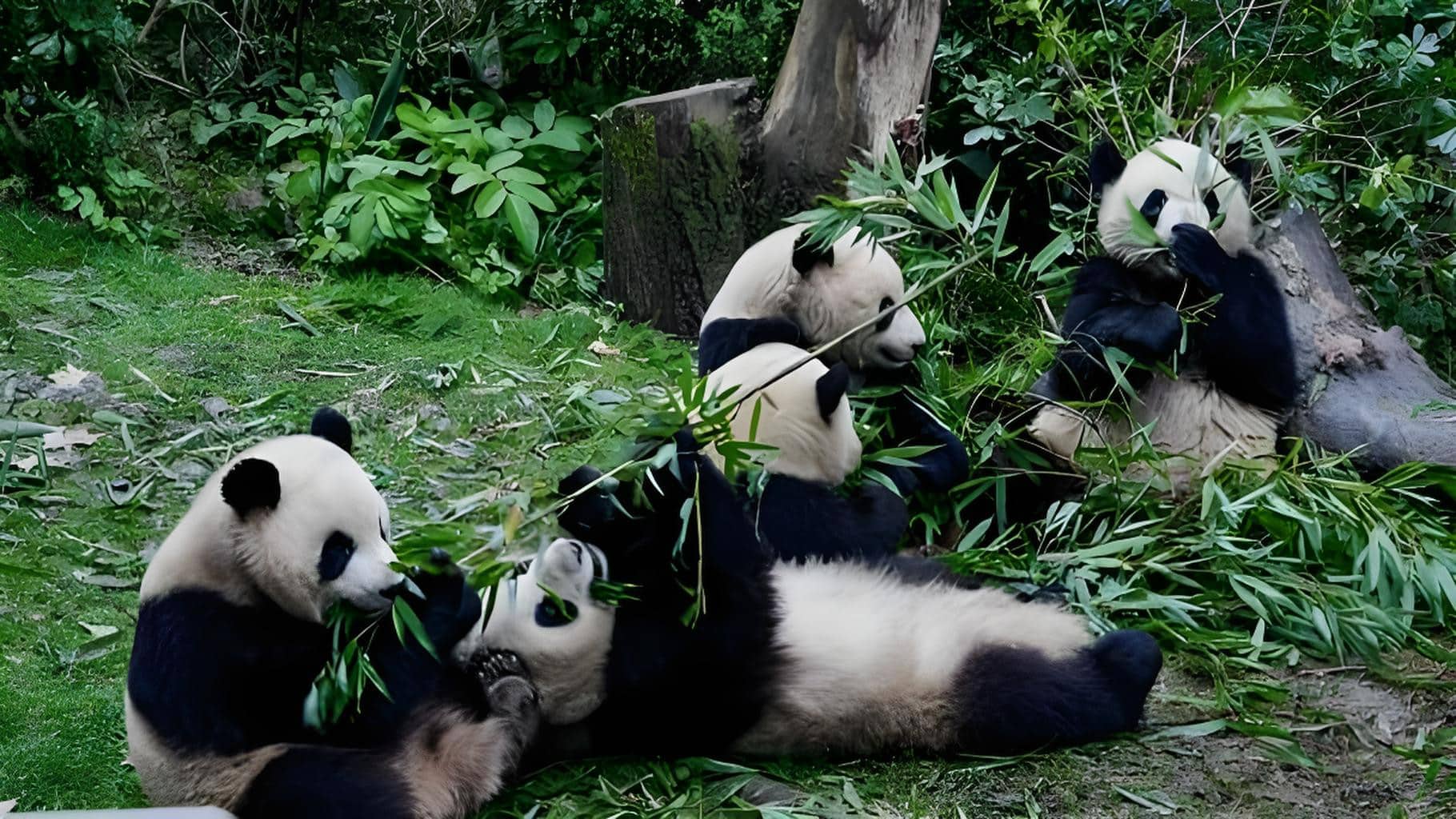 Randonnée à cheval au Sichuan : des Sommets aux Prairies – Image 4