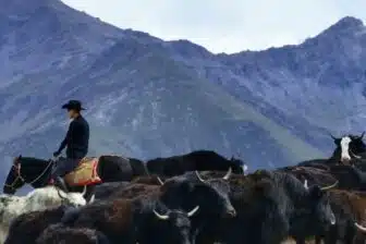 Randonnée à cheval au Sichuan : des Sommets aux Prairies – Image 10