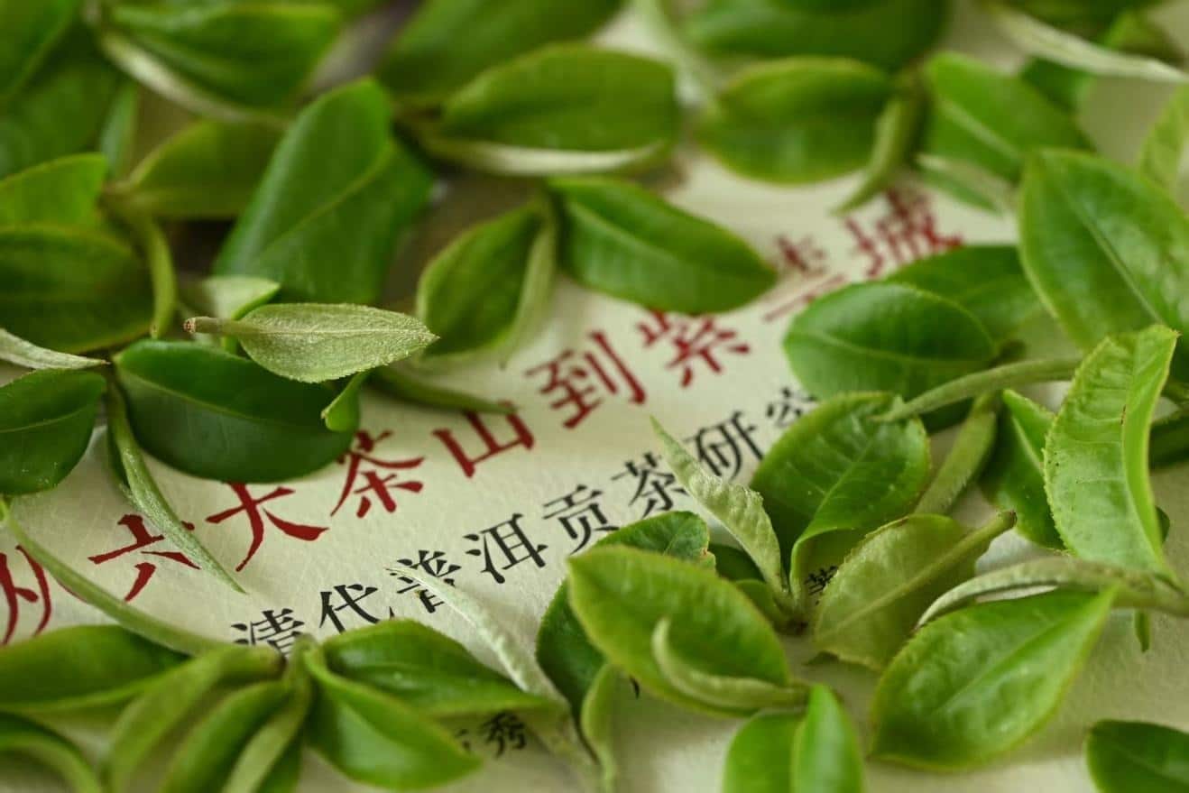 Montagnes des théiers ancestraux du Xishuangbanna (9j) – Image 6