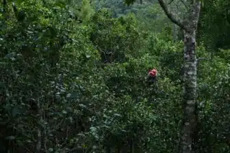 Montagnes des théiers ancestraux du Xishuangbanna (9j) – Image 7