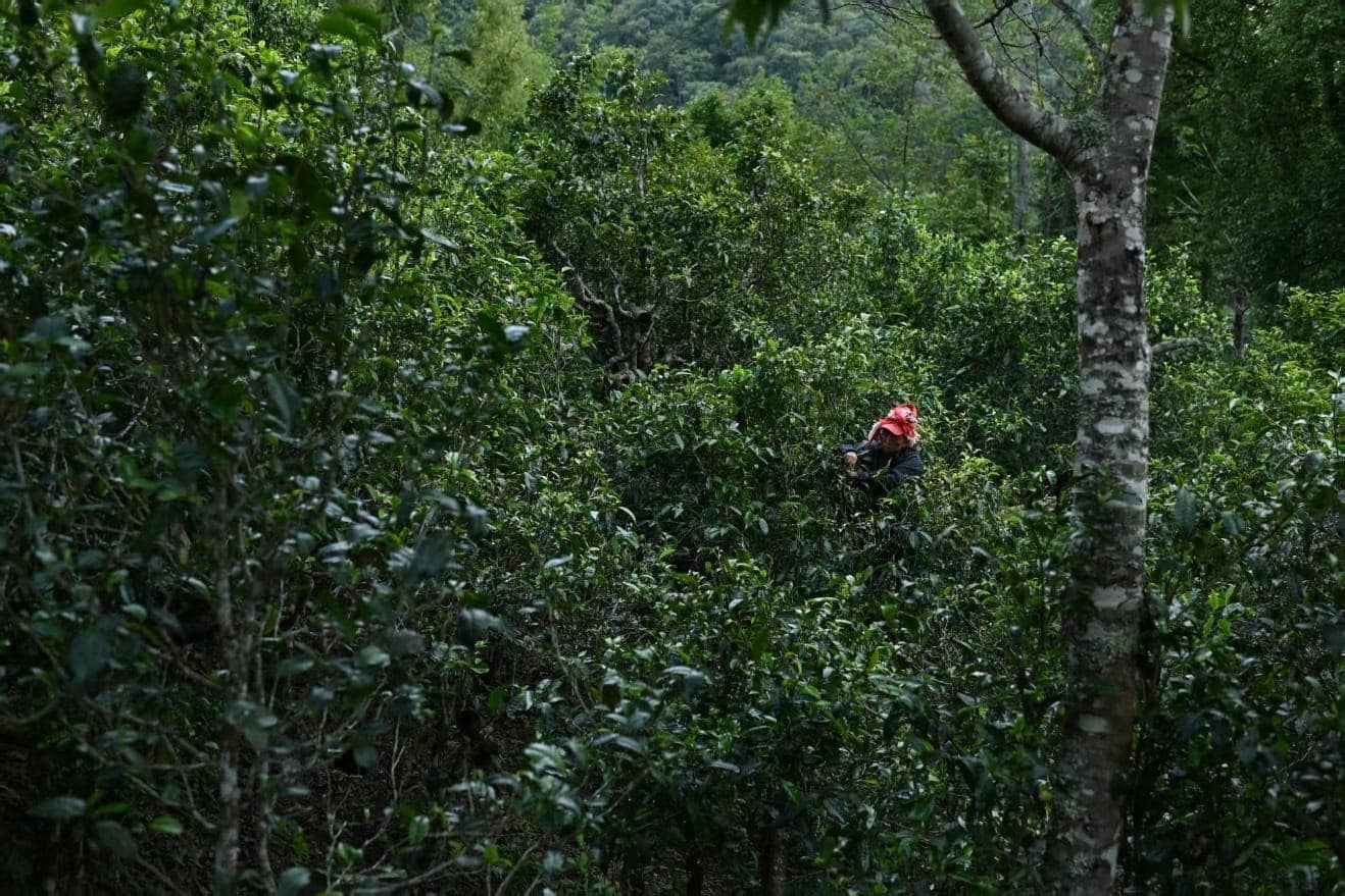Montagnes des théiers ancestraux du Xishuangbanna (9j) – Image 7