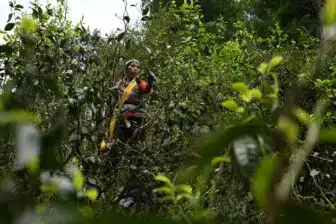 Montagnes des théiers ancestraux du Xishuangbanna (9j) – Image 10
