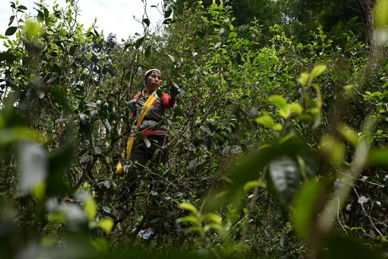 Montagnes des théiers ancestraux du Xishuangbanna (9j) – Image 10