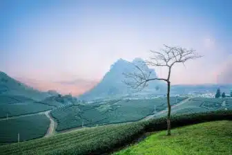 Montagnes des théiers ancestraux du Xishuangbanna (9j) – Image 5
