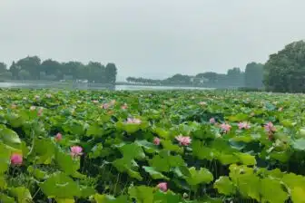 Wuhan au fil des jours – Yangtsé, thé et sources chaudes – Image 4