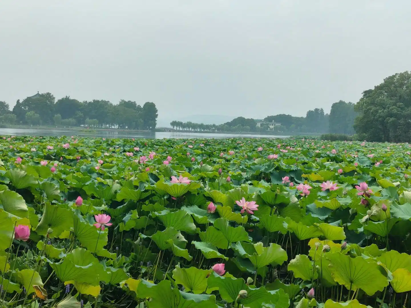 Wuhan au fil des jours – Yangtsé, thé et sources chaudes – Image 4